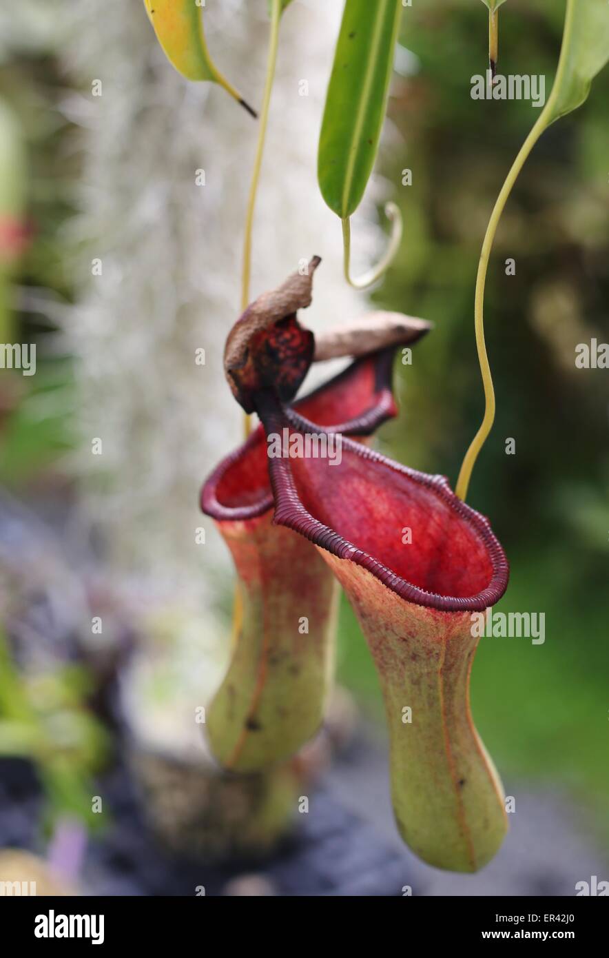 A pitcher plant. Stock Photo