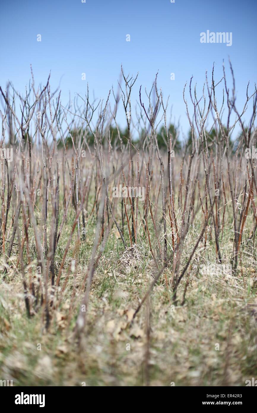 Wild sumac growing at Pipestone National Monument in Minnesota Stock