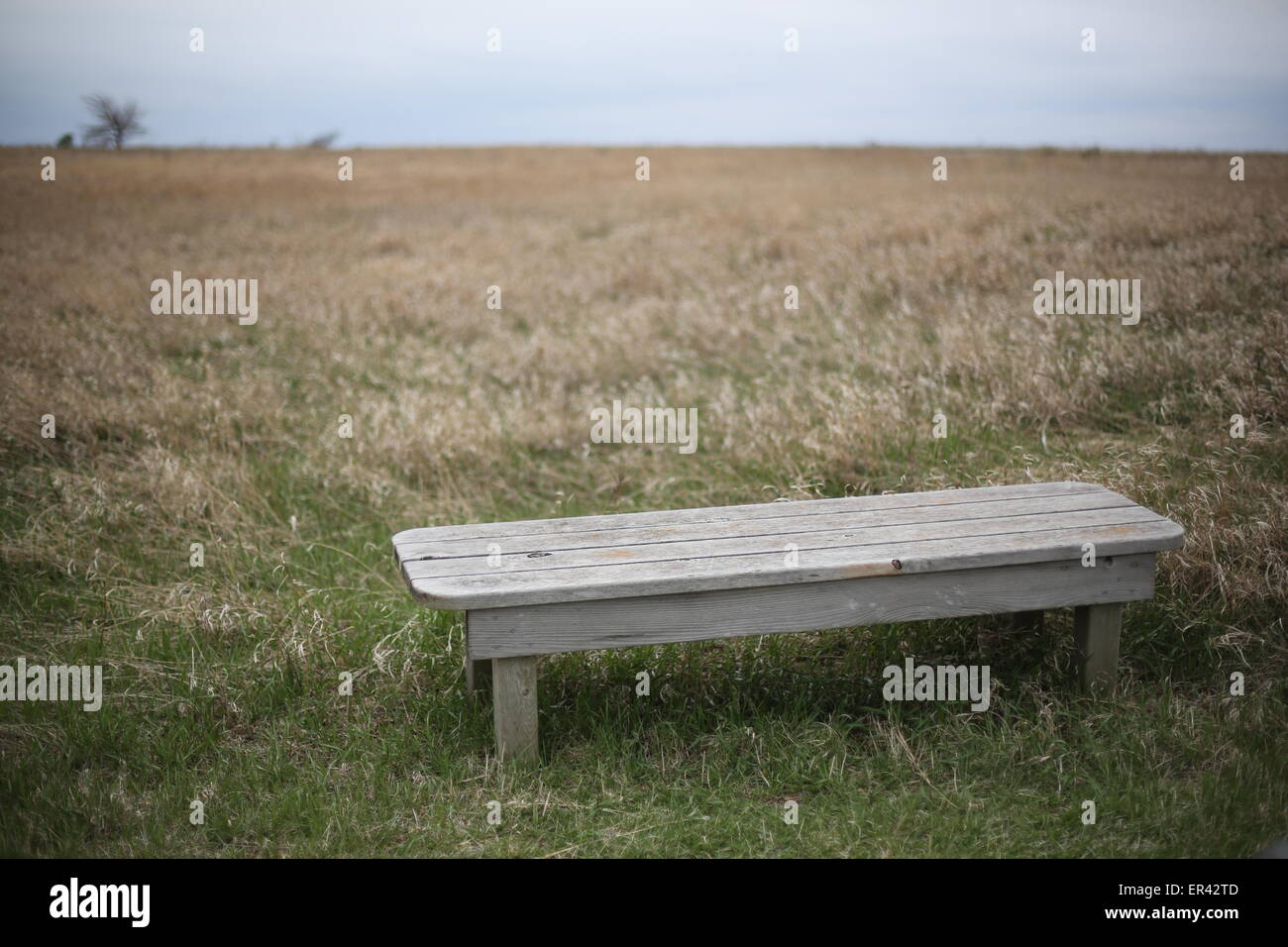 A bench in the prairie grass near the Jeffers petroglyphs in Comfrey