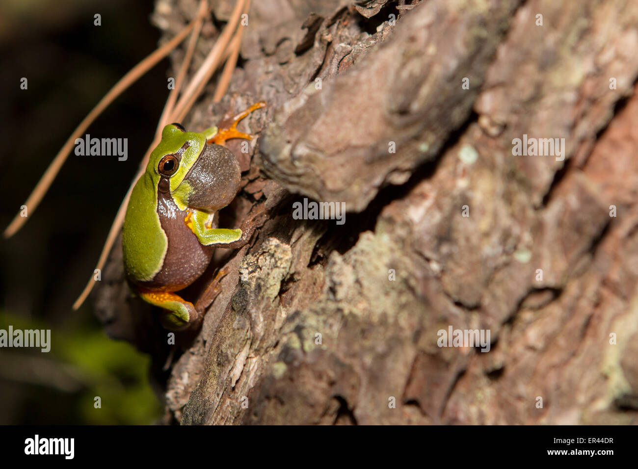 Chorusing Pine Barrens Treefrog - Hyla Andersonii Stock Photo - Alamy