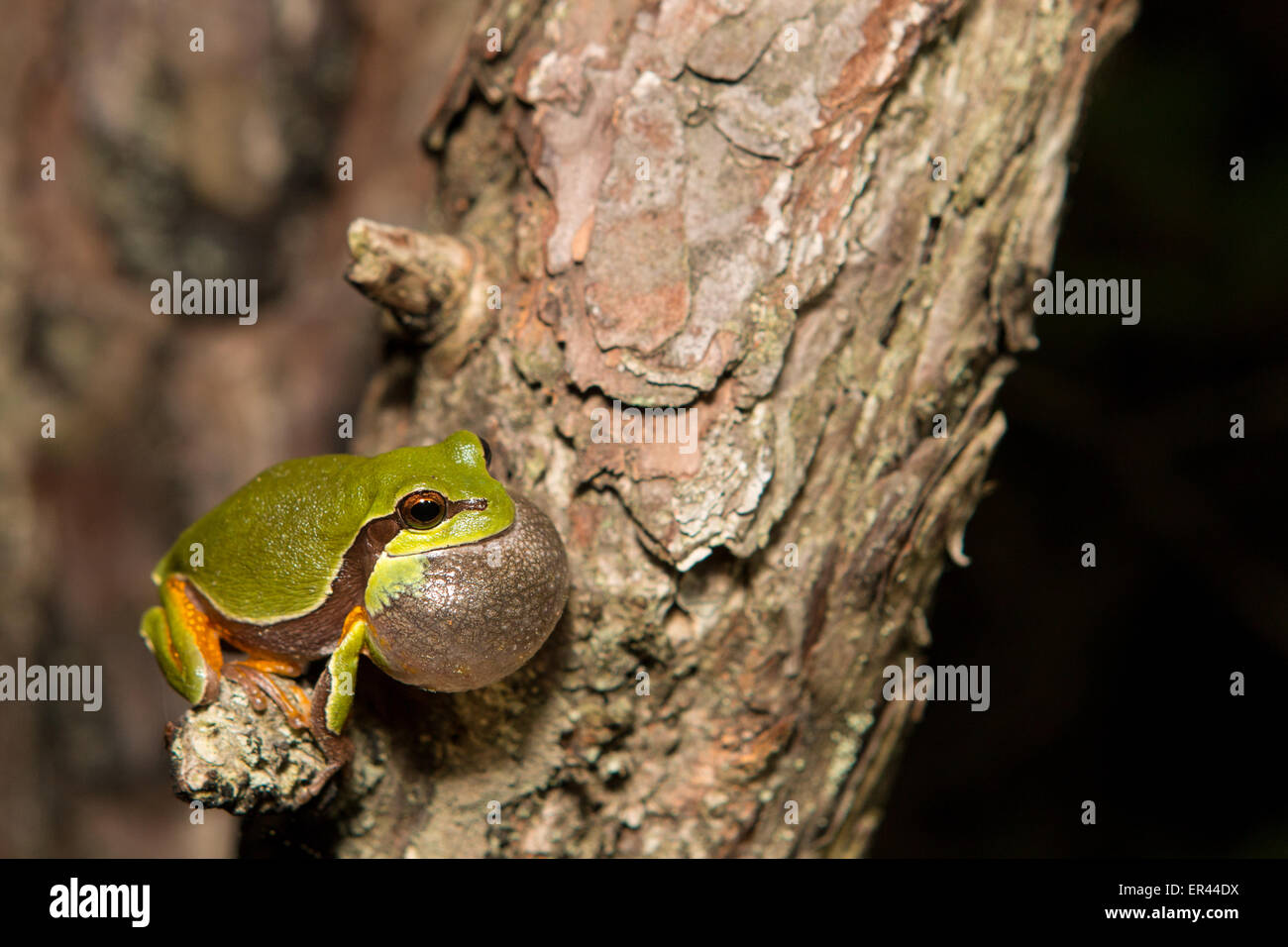 A mall pine barrens tree frog in a breeding chorus - Hyla andersonii Stock Photo