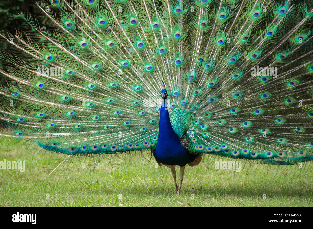 Proud peacock Stock Photo