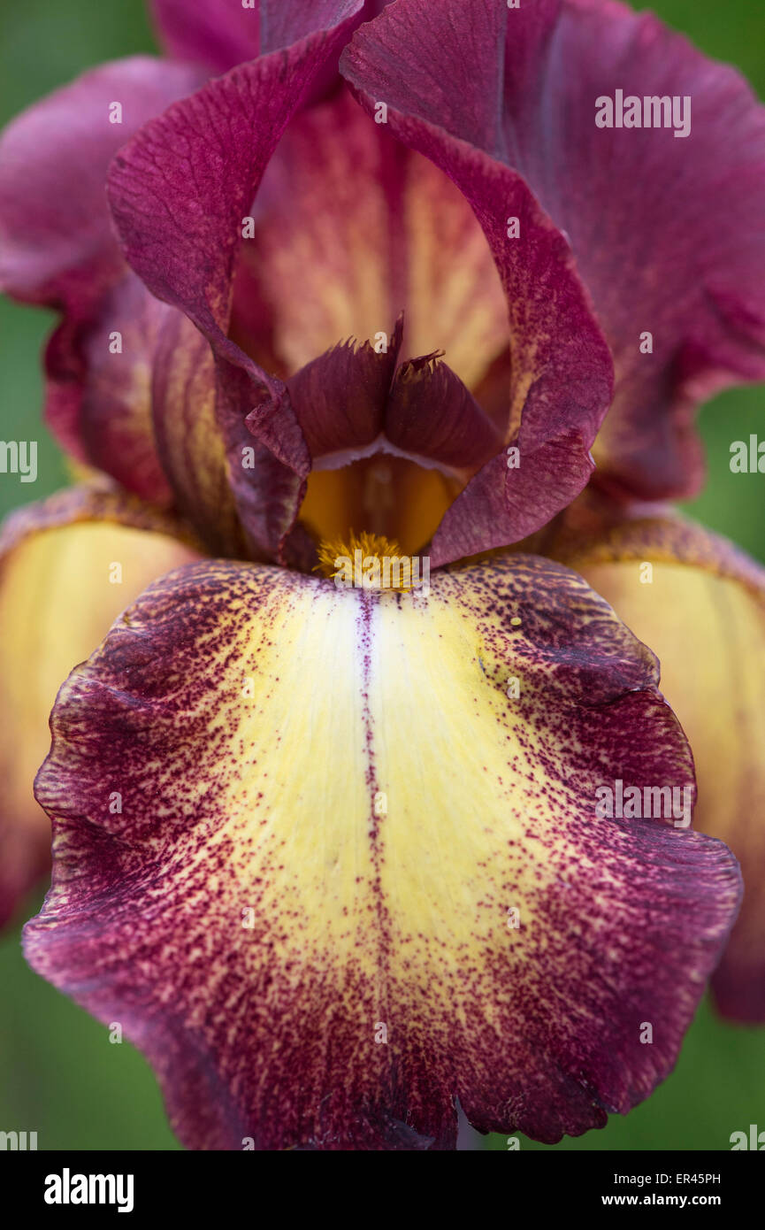 Tall  Bearded Iris 'Provencal' flower Stock Photo
