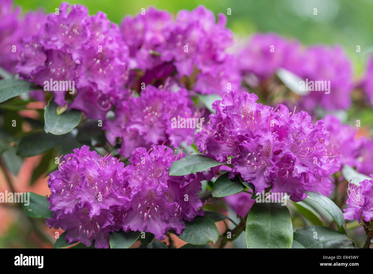 Purple Rhododendron everestianum blossom close up Stock Photo