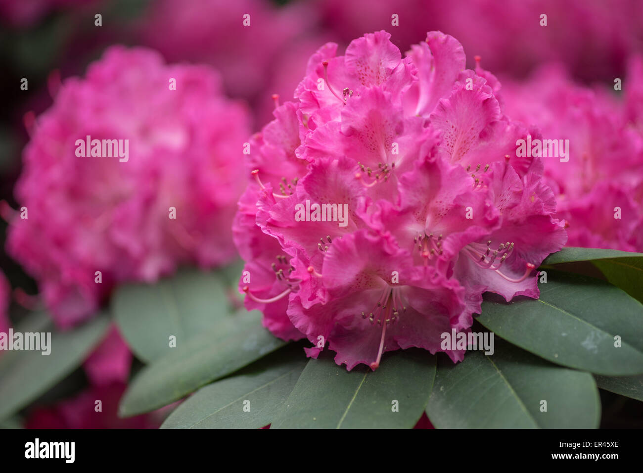 Dark pink Rhododendron Germania blossom close up Stock Photo