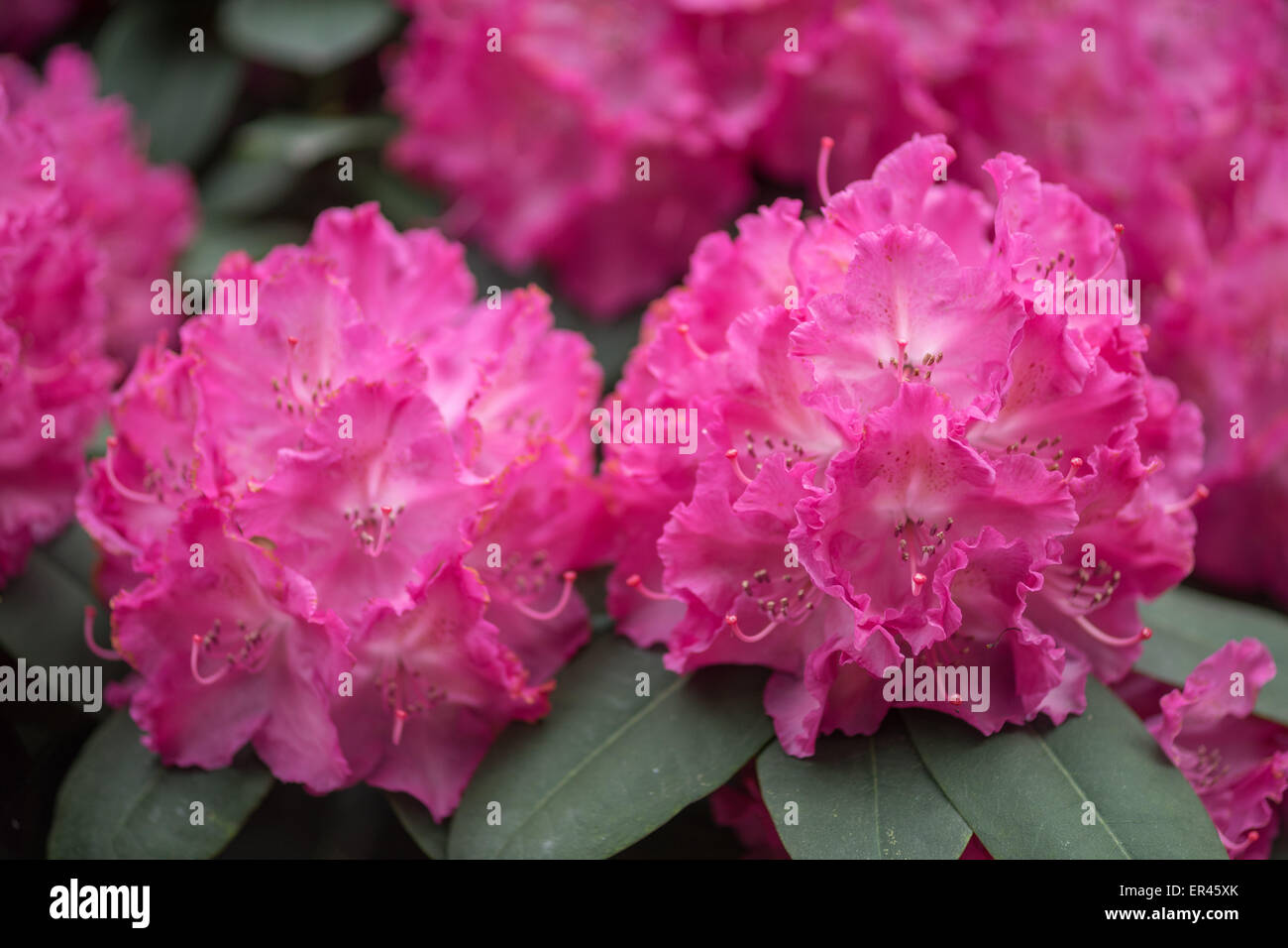 Dark pink Rhododendron Germania blossom close up Stock Photo