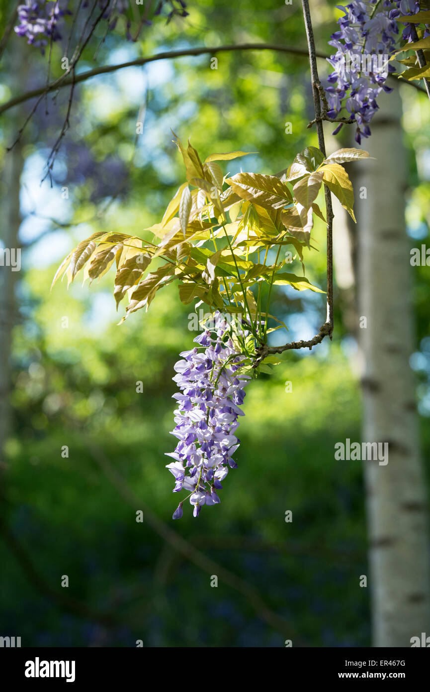 Silver Birch Rhs Flowering Wisteria floribunda amongst silver birch trees in spring. RHS ...