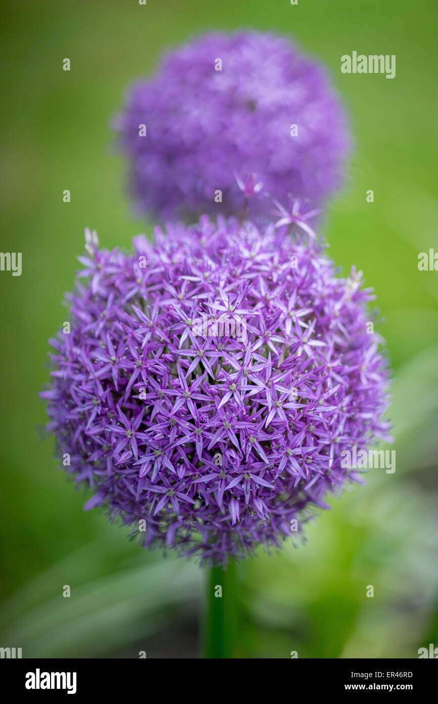 Purple giant garlic flowers close up Allium giganteum 'Gladiator' Stock Photo