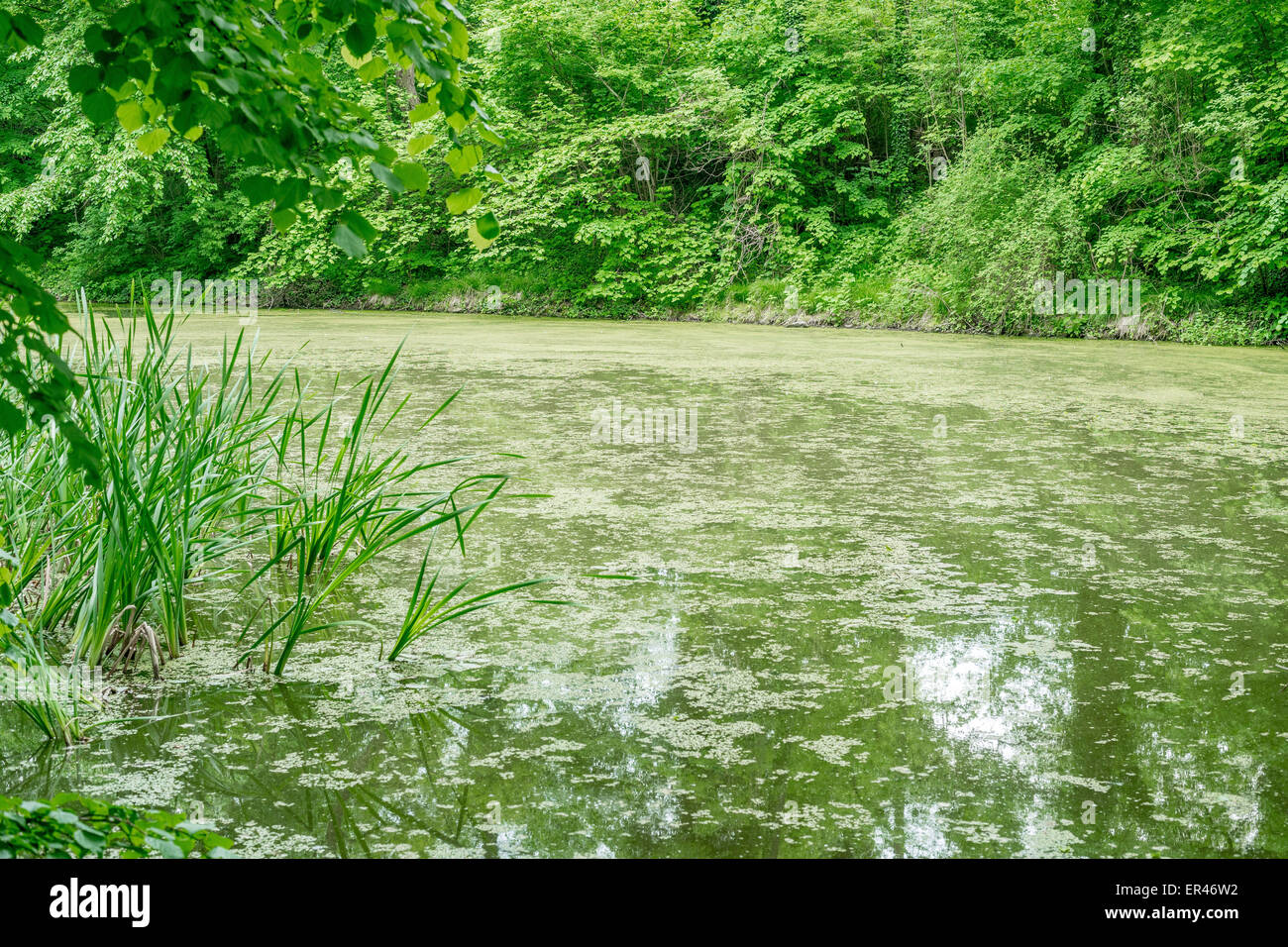 Pond covered with duckweed surrounded by lush greenery Stock Photo