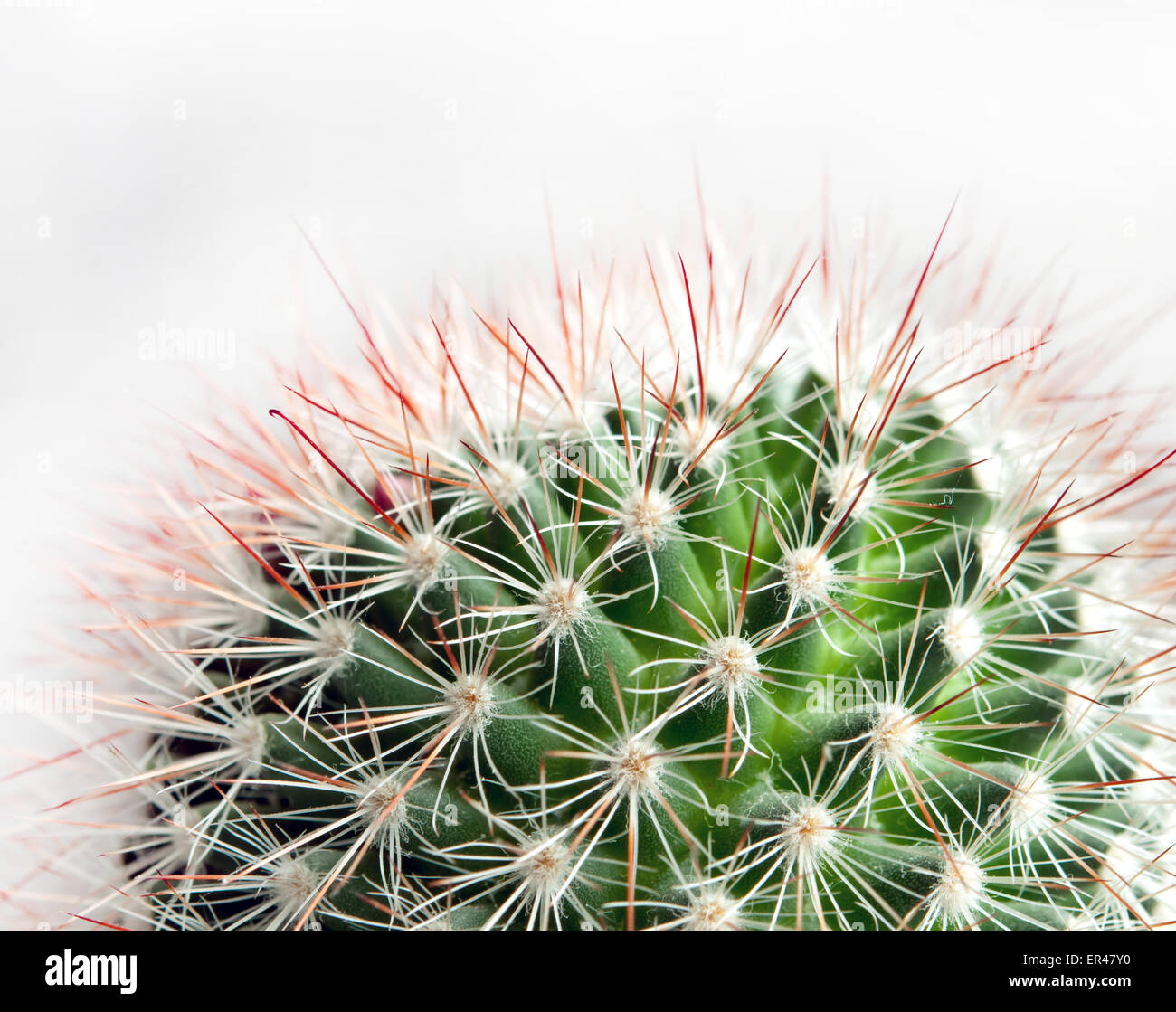 Close up of the healing plant cactus Stock Photo