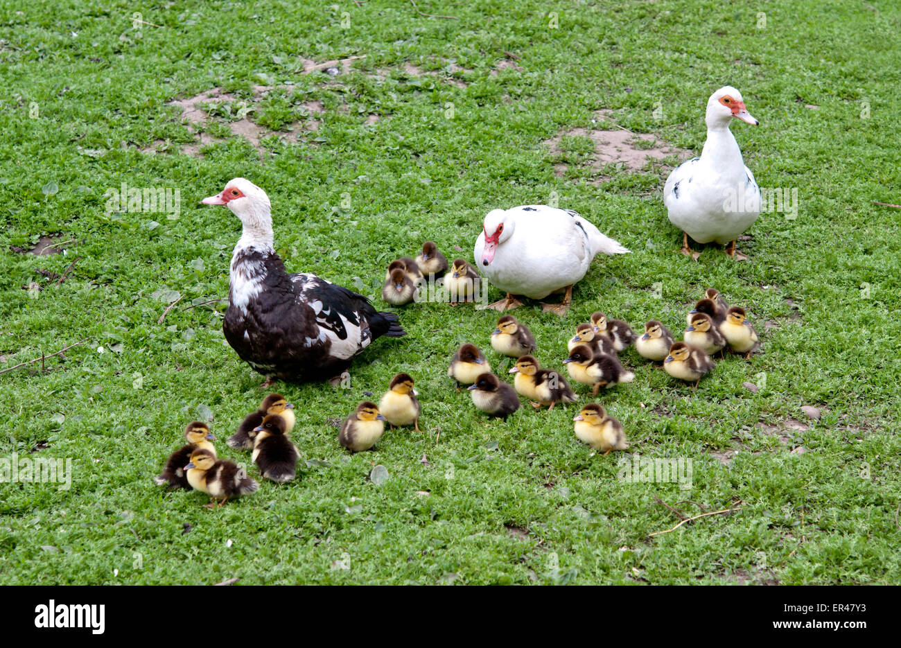 three big muscovy duck with chickens Stock Photo Alamy
