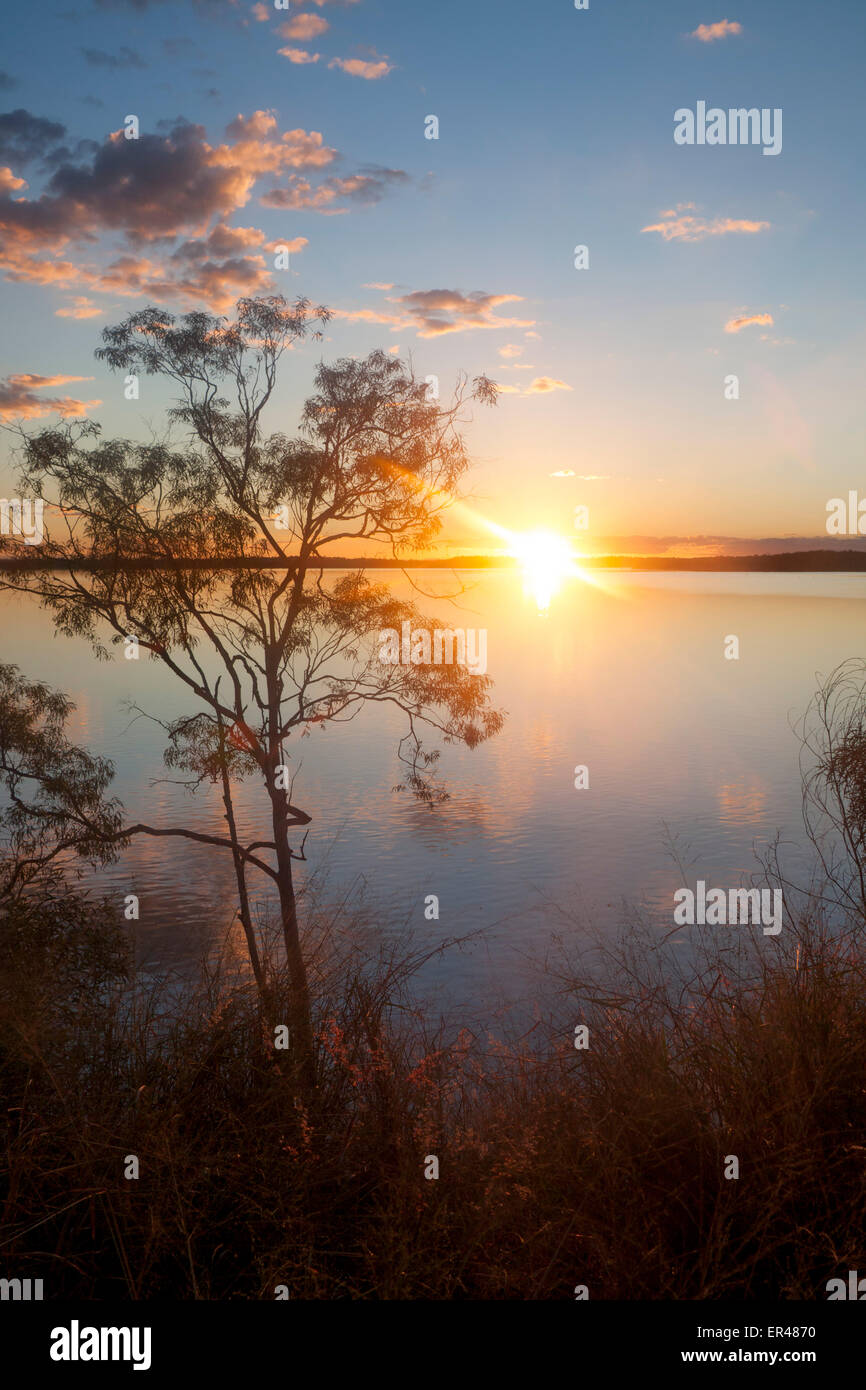 Lake Maraboon eucalyptus or gum tree silhouetted at sunset Near Emerald Central Queensland Australia Stock Photo