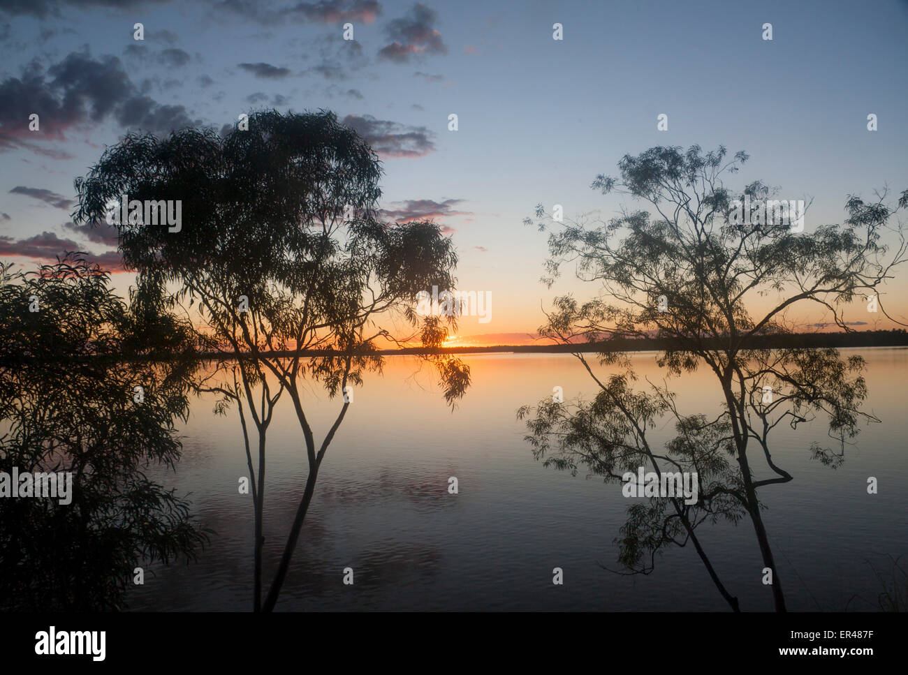 Lake Maraboon Eucalyptus eucalypts gum trees at sunset Near Emerald Central Queensland Australia Stock Photo