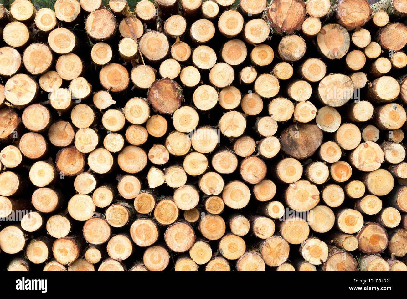 Stacked tree wood logs background Stock Photo - Alamy