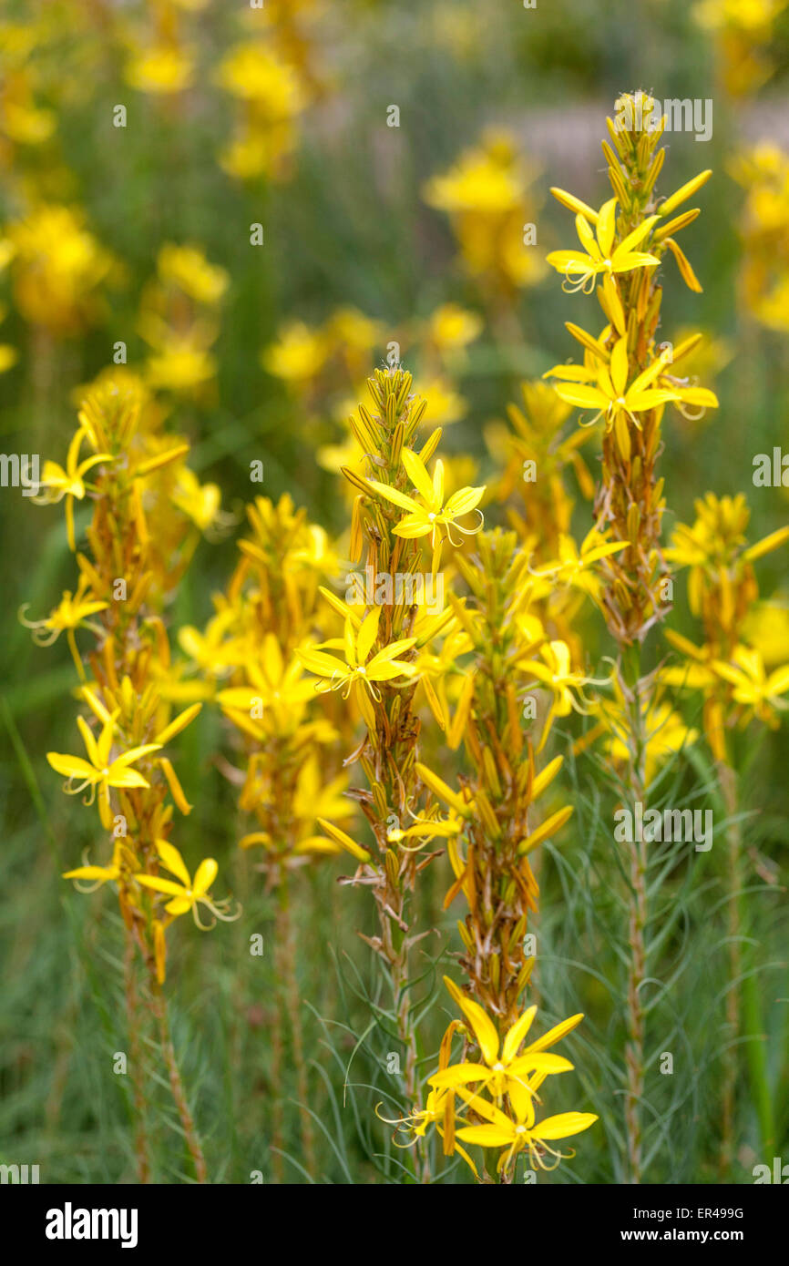 Yellow Asphodel, Asphodeline lutea Stock Photo