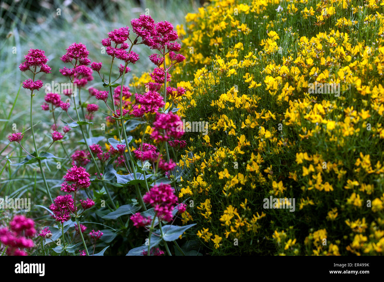 Red Centranthus ruber Coccineus Genista radiata Genista Garden Rayed Broom Star Broom Yellow Flowers Spring Tufted Flowering Prickly Compact Low Shrub Stock Photo