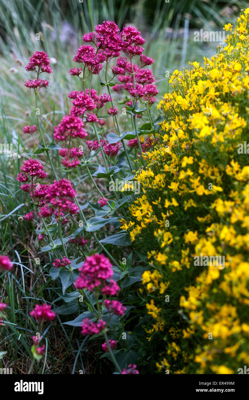 Yellow Red Garden Plants Centranthus ruber Genista radiata Centranthus Genista Garden Flowers Mixed Flowering Broom May Blooming Rayed Broom Stock Photo