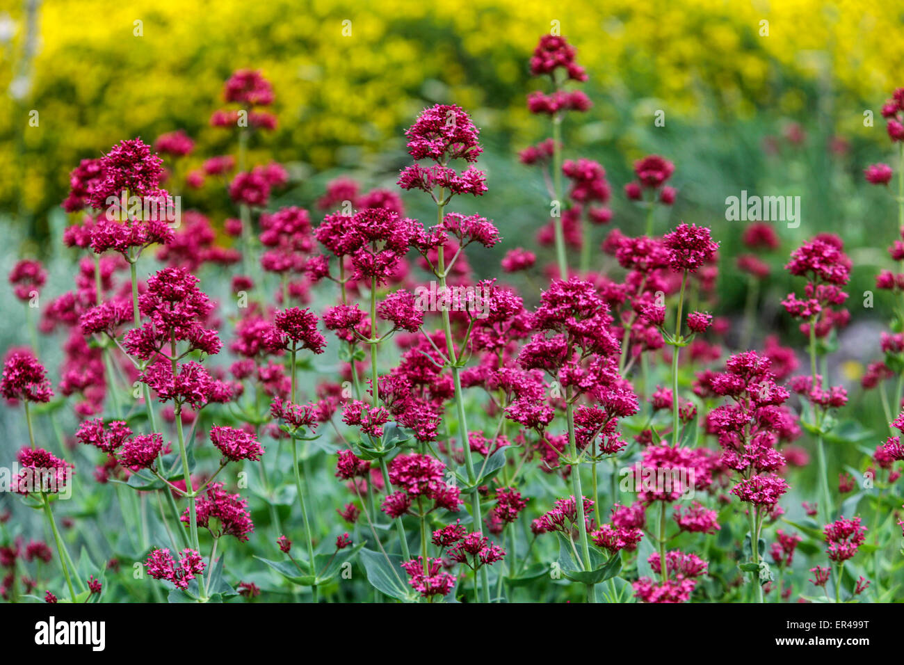 Centranthus ruber Coccineus Red Flowers Garden Red Valerian Centranthus Flowers Blooming Spring Perenials Flowering May Blooms Stock Photo