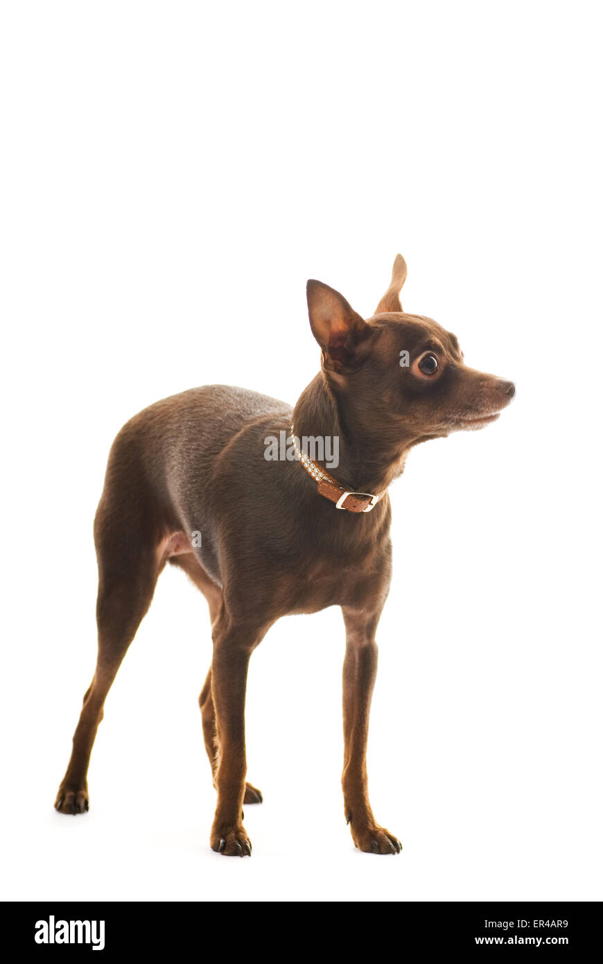 Toy terrier isolated on white background Stock Photo