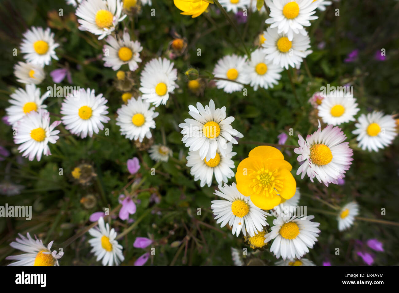 White daisies in nature Stock Photo
