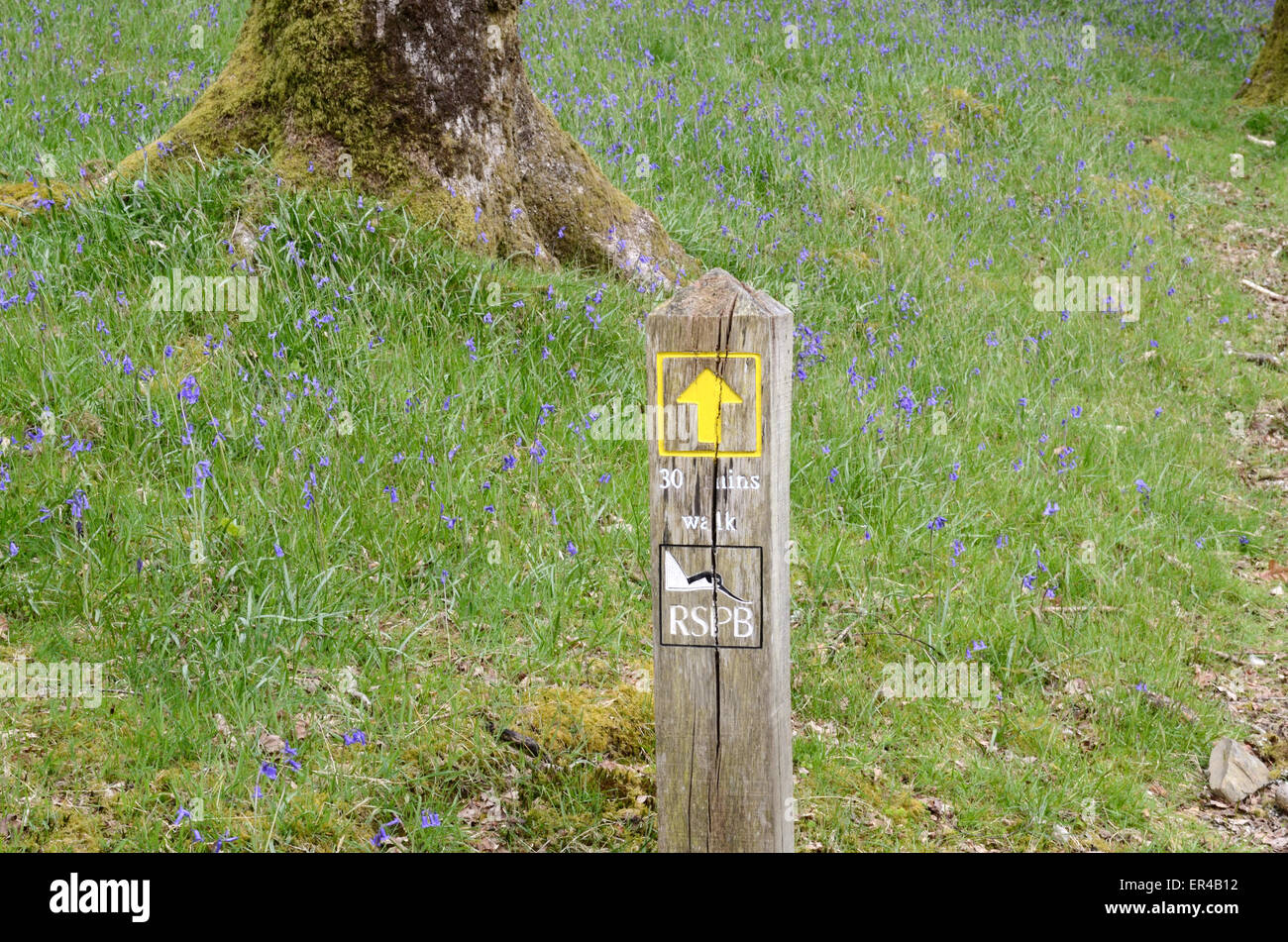 Wooden RSPB  walk signpost at Dinas RSPB Nature Reserve Rhandirmwyn Carmarthenshire Wales Stock Photo