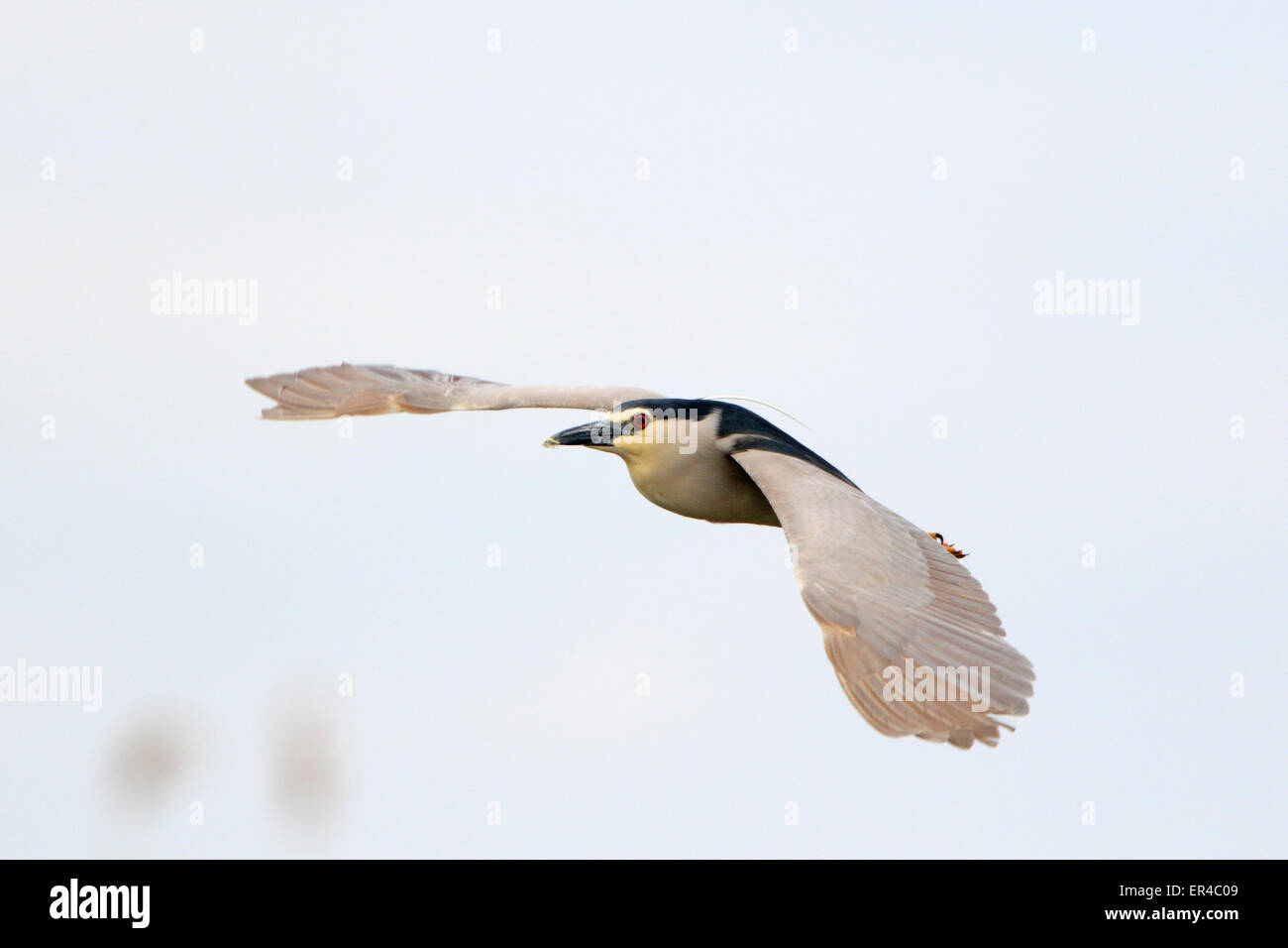 Night flight hi-res stock photography and images - Alamy