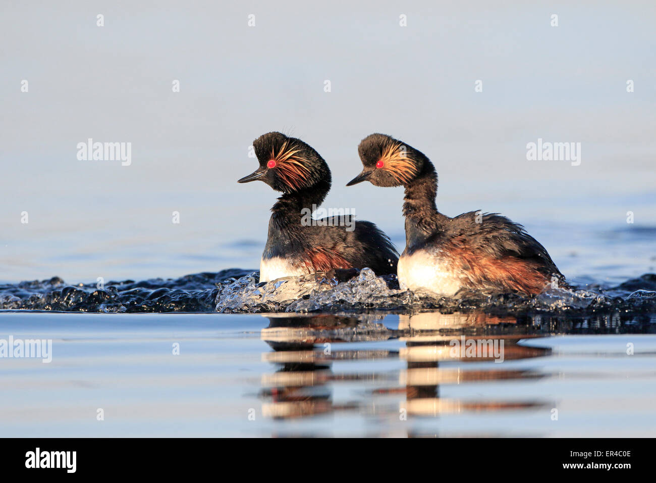 Pair of Black Necked Grebes displaying Stock Photo