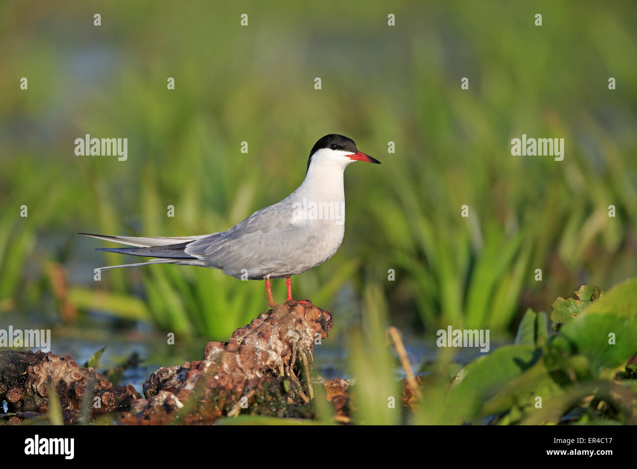 Waterside Vegetation High Resolution Stock Photography and Images - Alamy
