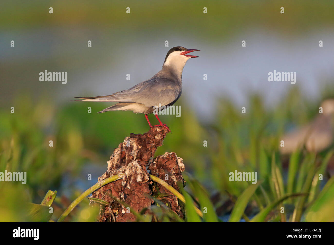 Waterside Vegetation High Resolution Stock Photography and Images - Alamy