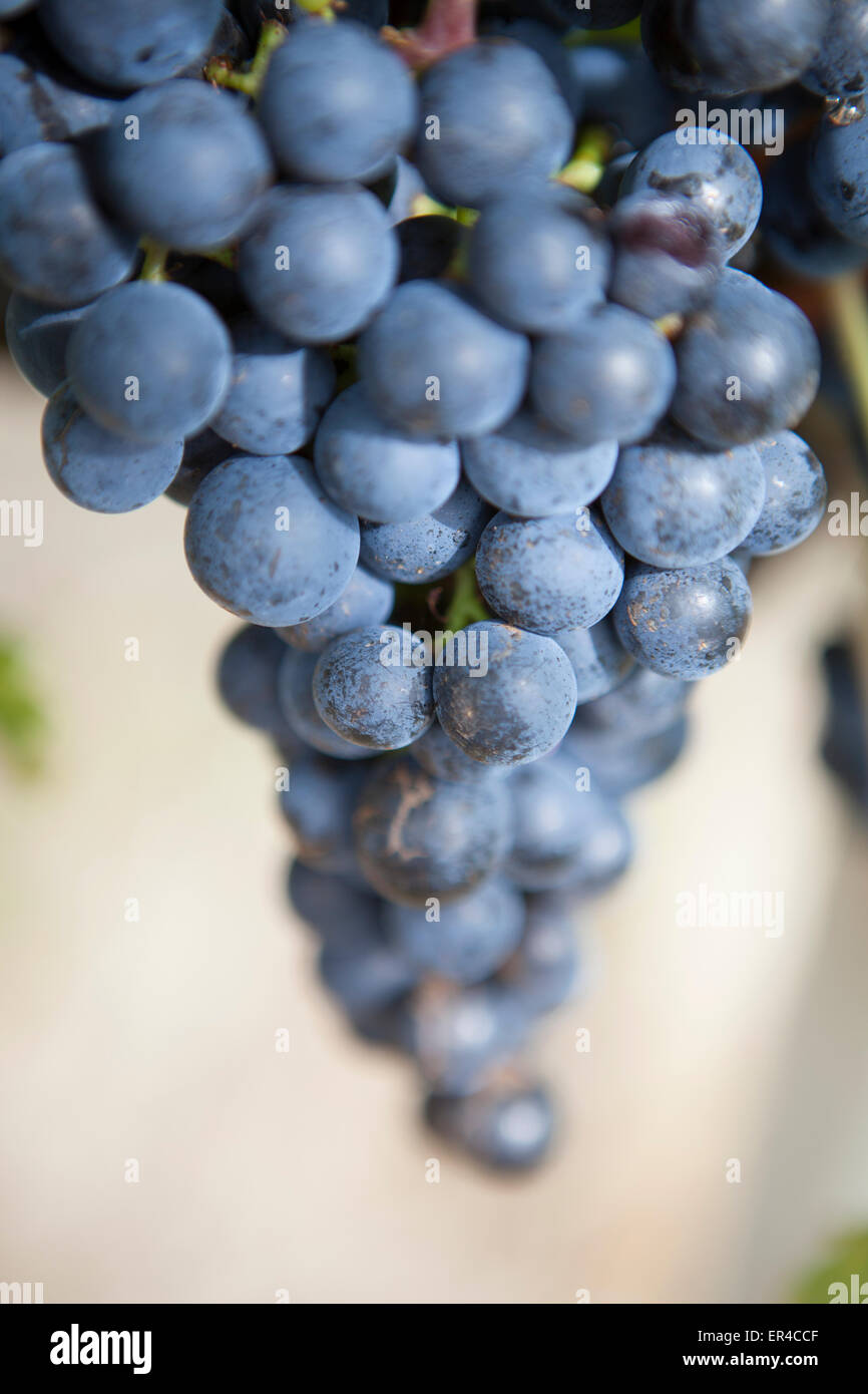 Merlot grapes on the vine at Voyager estate winery in Margaret River