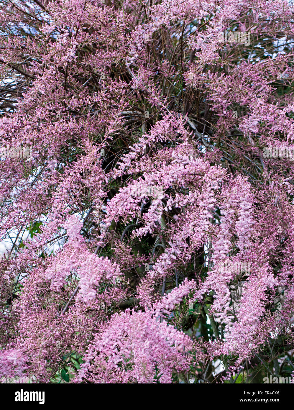 pink tamarix tree blooming in spring Stock Photo
