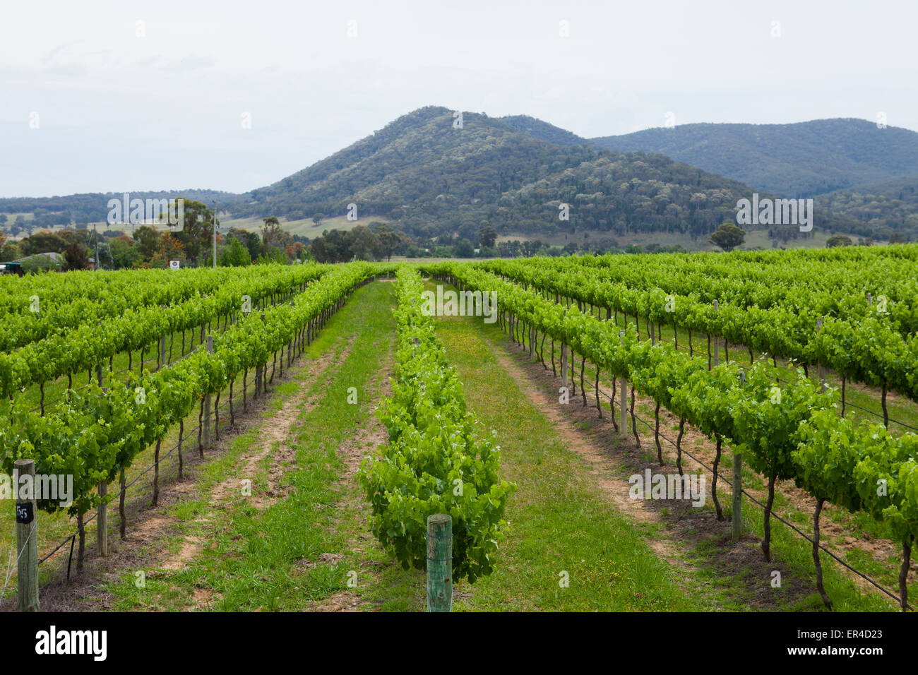 Australian Vineyard in Mudgee, New South Wales, Australia Stock Photo