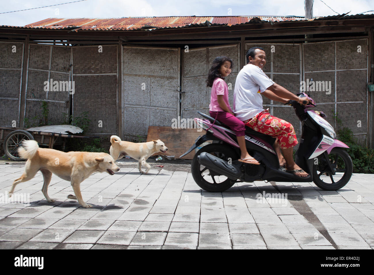 Two dogs following behind a father and daughter on a moped in Ubud, Bali Stock Photo