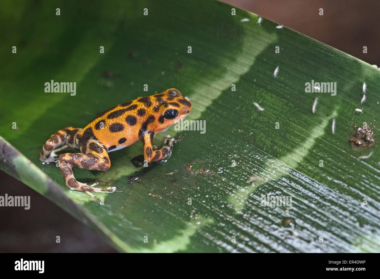 Poison dart frog Stock Photo