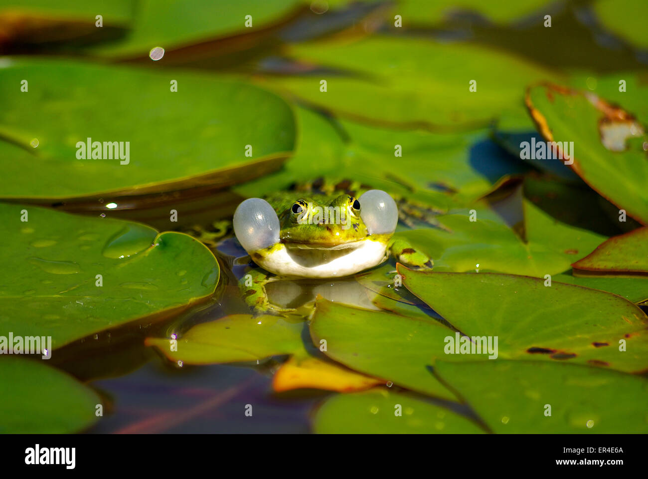 Calling Water Frog (Pelophylax) Stock Photo