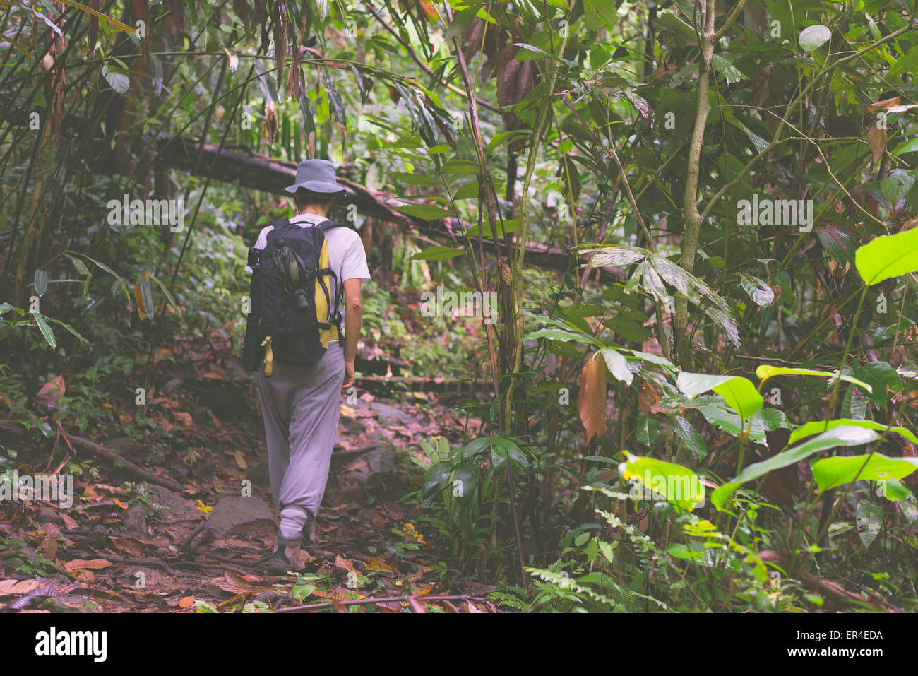 Woman hiker with backpack exploring the majestic jungle of Kubah National Park, West sarawak, Borneo, Malaysia. Selective focus. Stock Photo