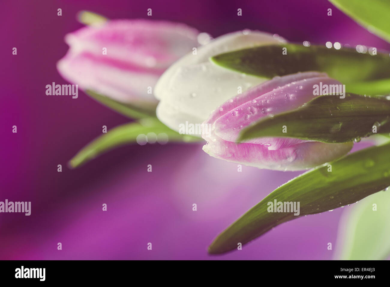 Tulips with water droplets against a purple backdrop Stock Photo