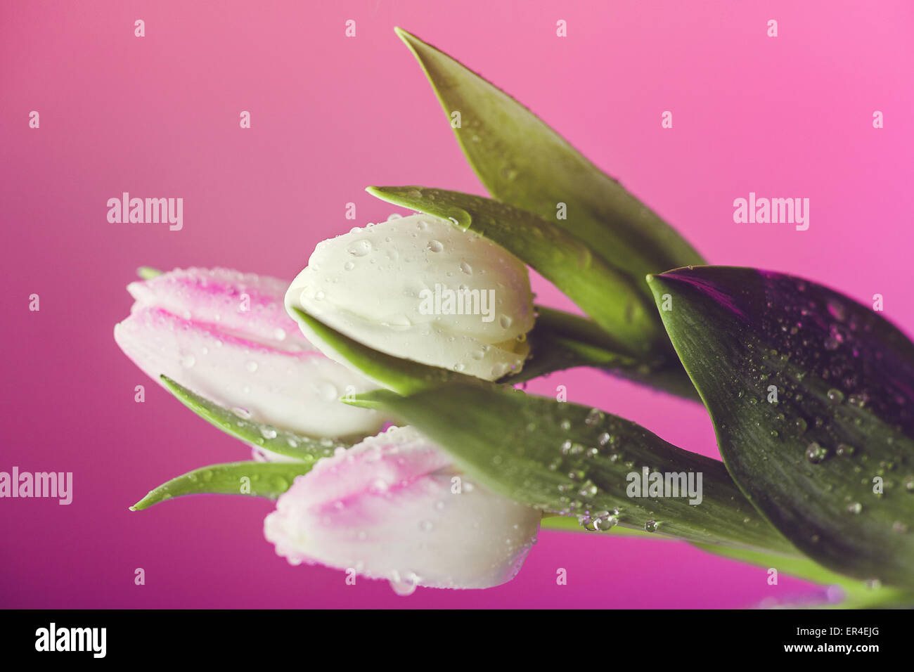 Tulips with water droplets against a pink backdrop Stock Photo