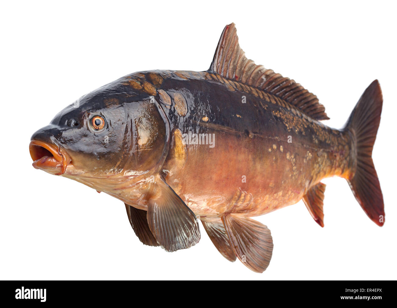 Mirror carp hires stock photography and images Alamy
