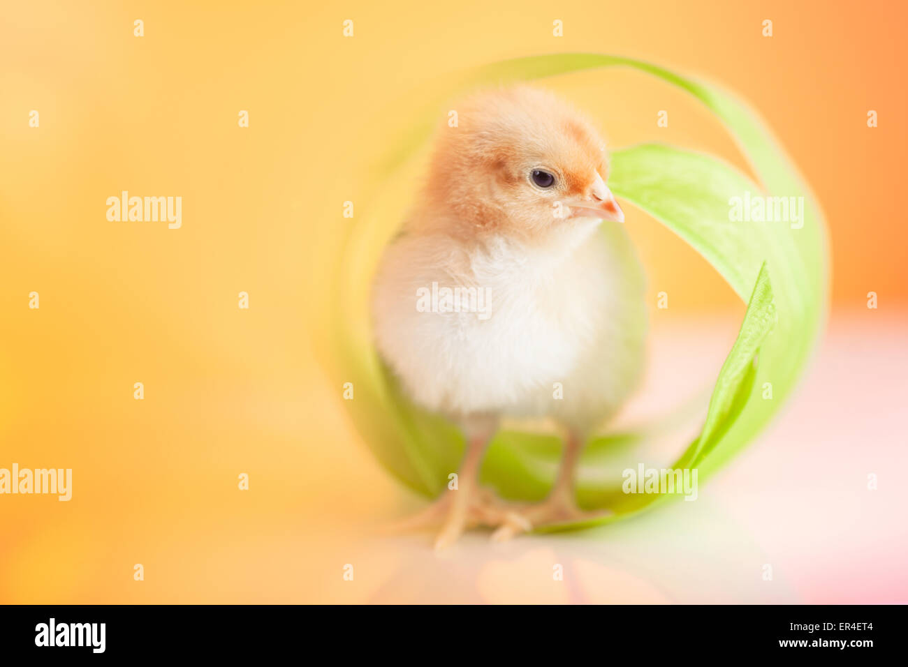 Baby chick on a beautifully lit table Stock Photo