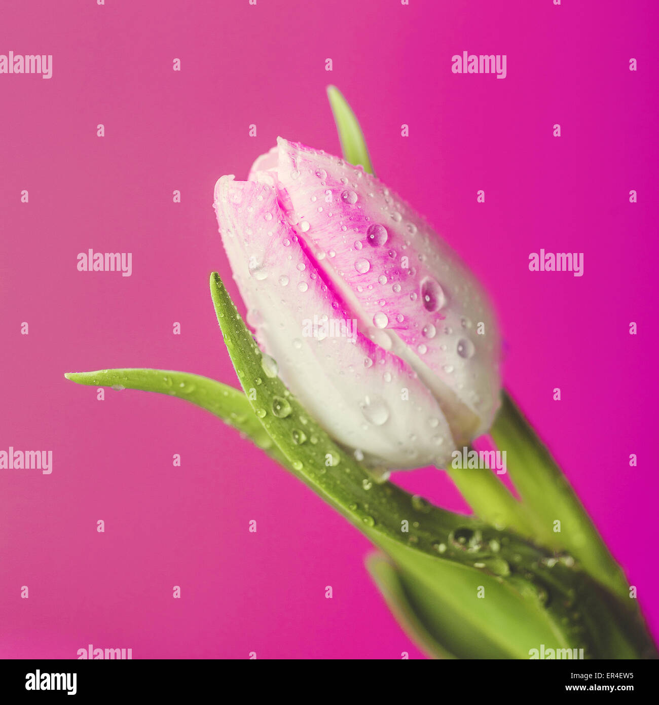 Tulip with water droplets against a pink backdrop Stock Photo