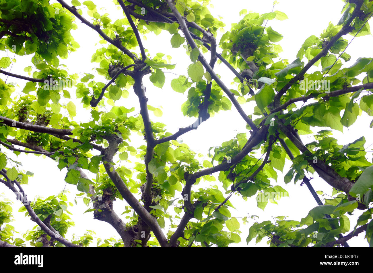 Interlocking branches covering a footpath in the Clifton area of Bristol. Stock Photo