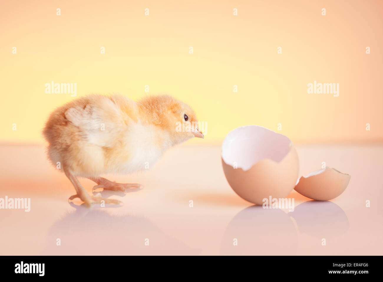 Hatched egg hires stock photography and images Alamy
