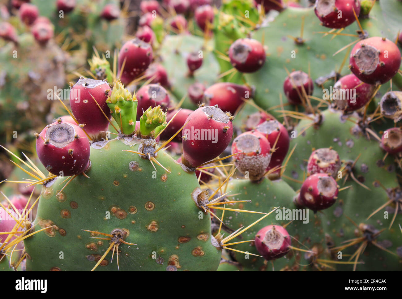 Prickly Pear Fruit Stock Photo Alamy