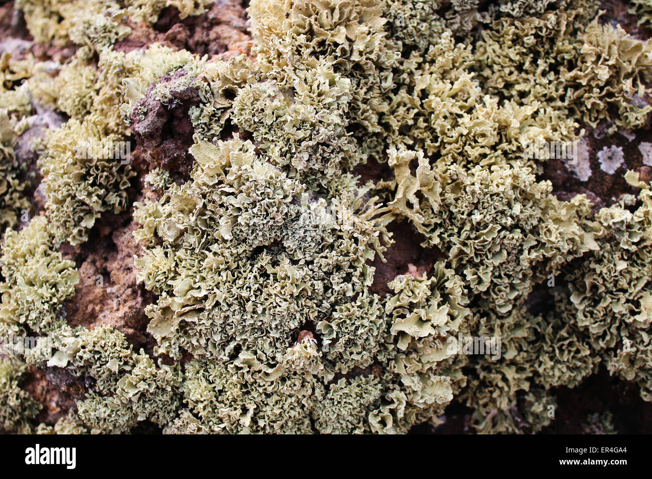 Lichen growing on volcanic rocks Stock Photo