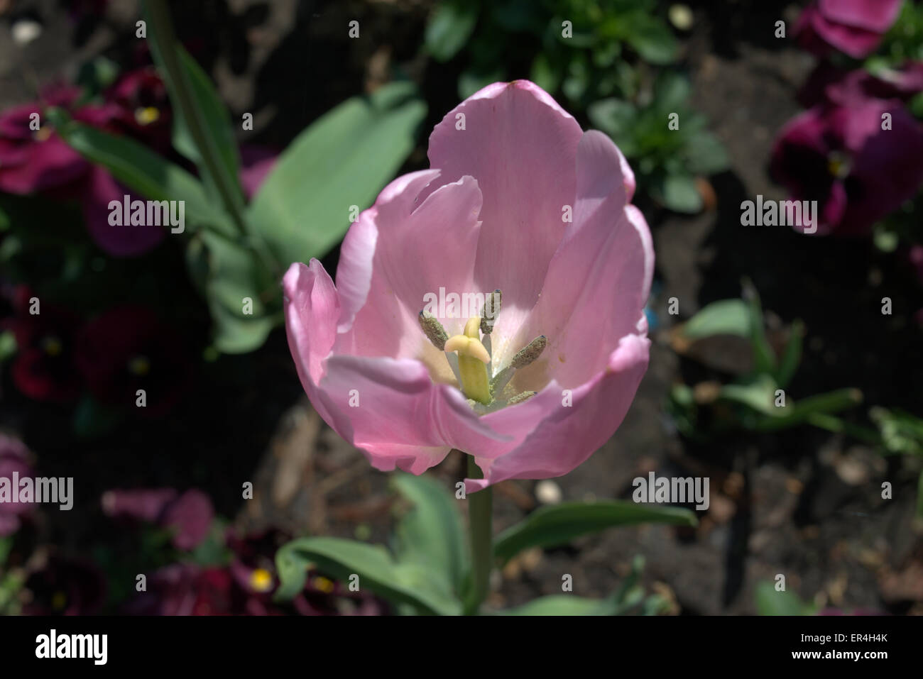 Pink Tulip at Budapest, Hungary, Vajdahunyad Castle Rózsaszín Tulipán, Budapest, Magyarország, Vajdahunyad Vára Stock Photo