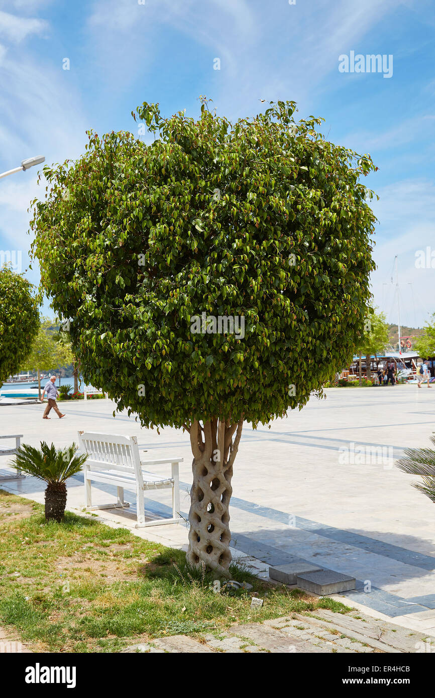 A 'Basket' tree or 'Circus tree' created by grafting many different trees so that they bond and grow together. Fethiye, Turkey. Stock Photo