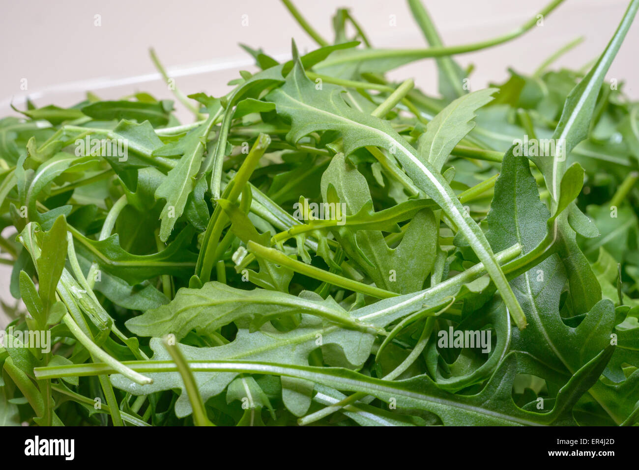 Rucola vegetable, nice to find it in a fresh salad Stock Photo