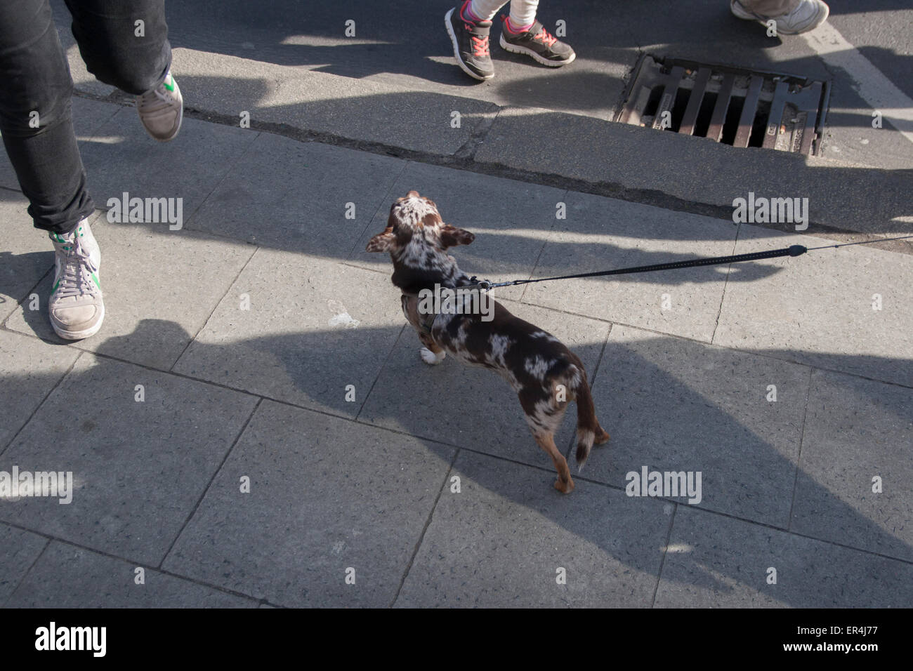 dog Berlin Germany Stock Photo Alamy