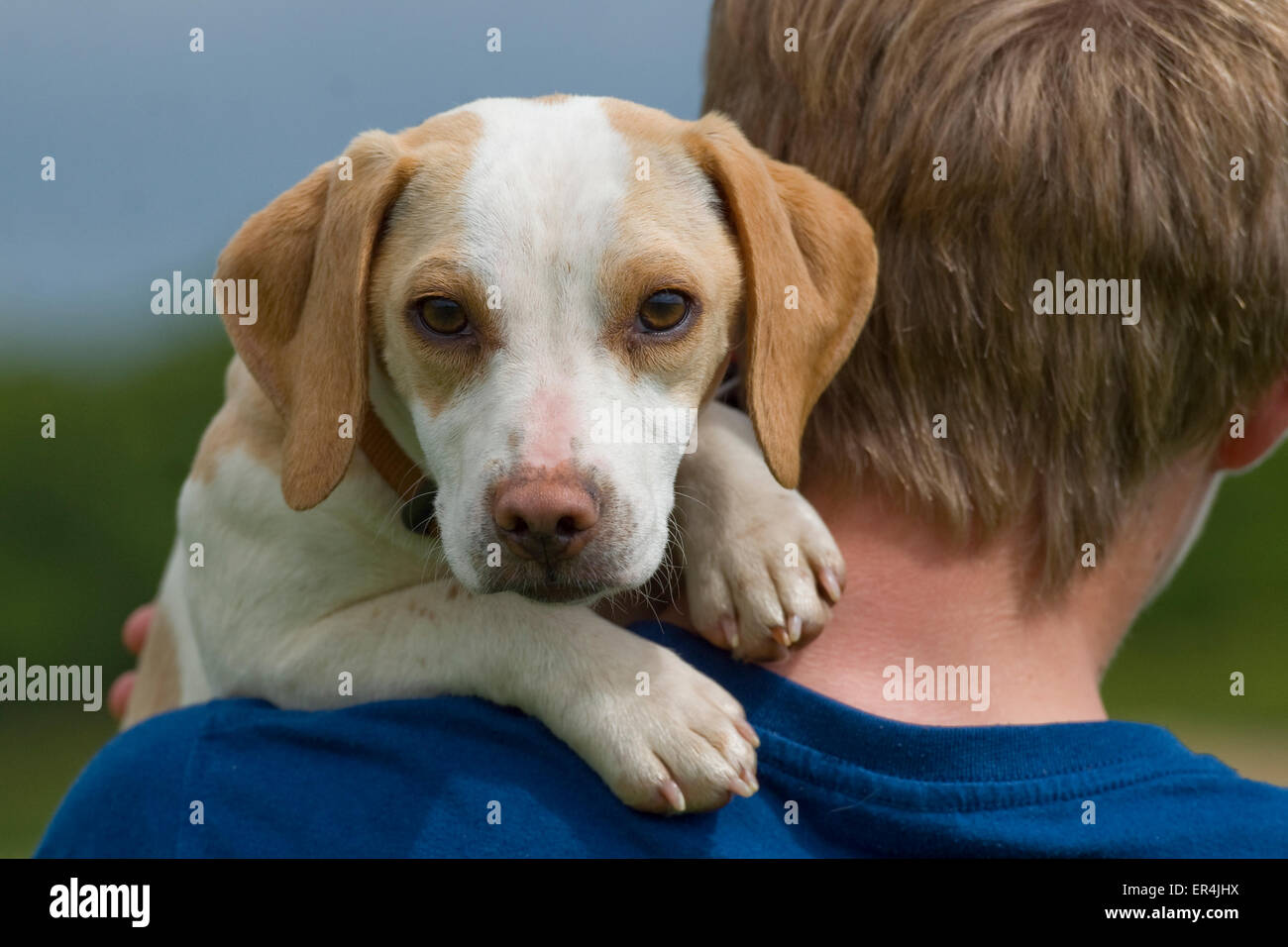 beagle puppy on boys shoulder Stock Photo